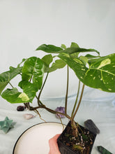 Load image into Gallery viewer, Panda, Exact Plant, variegated Syngonium