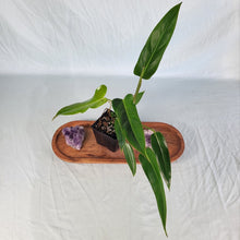 Load image into Gallery viewer, Philodendron Bernardopazii, Exact Plant