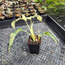 Load image into Gallery viewer, Rhaphidophora Tetrasperma Albo Variegated exact plant, Fedex 2day*