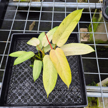 Load image into Gallery viewer, Philodendron Whipple Way Variegated exact plant, Fedex 2day*