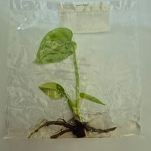 Load image into Gallery viewer, Monstera Deliciosa Lemon Pom Pom tissue culture 2DayAir