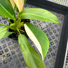 Load image into Gallery viewer, Philodendron Wend Imbe, Exact Plant Variegated Ships Nationwide