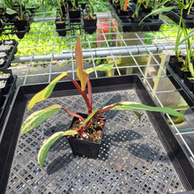 Load image into Gallery viewer, Philodendron Strawberry Shake Variegated exact plant, Fedex 2day*