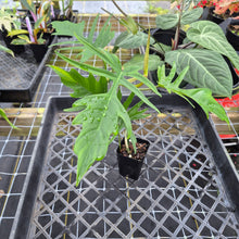 Load image into Gallery viewer, Philodendron Florida Beauty X Tortum, Exact Plant green Form Ships Nationwide