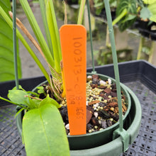 Load image into Gallery viewer, Anthurium Spectabile exact plant, Fedex 2day*