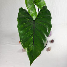 Load image into Gallery viewer, Alocasia Macrorhizza Black Stem, Exact Plant Variegated