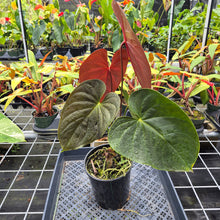 Load image into Gallery viewer, Anthurium Moodeanum x Andraeanum, Exact Plant, Ships Nationwide