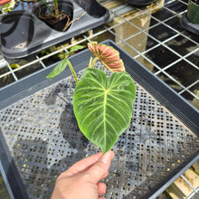 Load image into Gallery viewer, Philodendron Verrucosum Melon 2.5" pot, Fedex 2day*