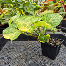 Load image into Gallery viewer, Syngonium Mango Allusion, Orm Thong, Exact Plant Variegated Ships Nationwide