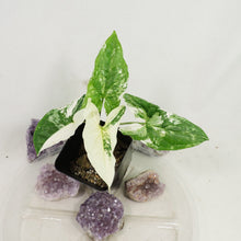 Load image into Gallery viewer, Syngonium Podophyllum Albo Variagata Variegated 2.5" pot, Fedex 2day*