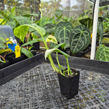 Load image into Gallery viewer, Monstera Lechleriana , Exact Plant Variegated Ships Nationwide