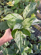 Load image into Gallery viewer, Epipremnum Pinnatum Marble Variegated 4" pot, Fedex 2day*