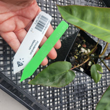 Load image into Gallery viewer, Philodendron Maximum , Exact Plant Ships Nationwide