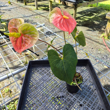 Load image into Gallery viewer, Anthurium Anuenue Obake bicolor, pink/ green, Exact Plant