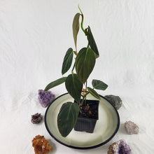 Load image into Gallery viewer, Philodendron Gigas 4" pot, Fedex 2 day*