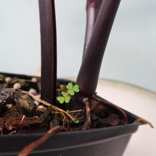 Load image into Gallery viewer, Philodendron Majesty Shipped Nationwide