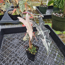 Load image into Gallery viewer, Alocasia nobilis pink Variegated Ships Nationwide