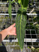 Load image into Gallery viewer, Anthurium Warocqueanum, Queen exact plant, Fedex 2day*