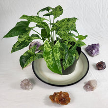 Load image into Gallery viewer, Syngonium Mojito Variegated 6" pot, Fedex 2 day*
