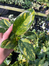 Load image into Gallery viewer, Philodendron Green Congo Nuclear Variegated 2.5" pot, Fedex 2day*