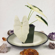Load image into Gallery viewer, Alocasia Frydek, Exact Plant Variegated with baby