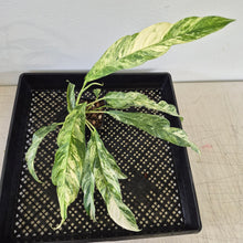 Load image into Gallery viewer, Rhaphidophora Megasperma Variegated exact plant, Fedex 2day*