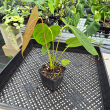 Load image into Gallery viewer, Anthurium Moodeanum x Veitchii, exact plant, Fedex 2day*