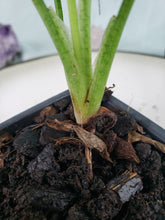 Load image into Gallery viewer, Pink Splash, exact plant, variegated Syngonium, ships nationwide