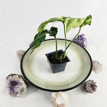 Load image into Gallery viewer, Amydrium Zippelianum, not Medium, Variegated 2.5" pot, Fedex 2day*