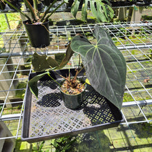 Load image into Gallery viewer, Anthurium Ace Of Spades X Papillilaminum exact plant, Fedex 2day*