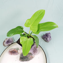 Load image into Gallery viewer, Philodendron Bipennifolium Golden Violin 4" pot, Fedex 2day*