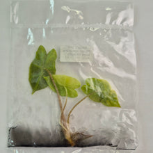Load image into Gallery viewer, Alocasia Pseudo Sanderiana Aurea variegated tissue culture 2DayAir