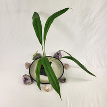 Load image into Gallery viewer, Anthurium Bakeri, Exact Plant Ships Nationwide