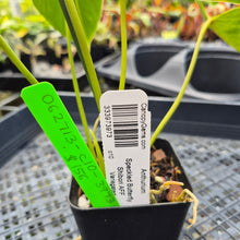 Load image into Gallery viewer, Anthurium Speckled Butterfly Shibori AFF, Exact Plant Variegated Ship Nationwide