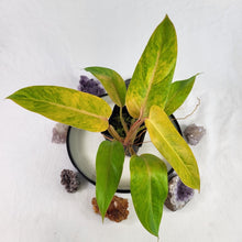 Load image into Gallery viewer, Philodendron Goldiana 4" pot, Fedex 2 day*