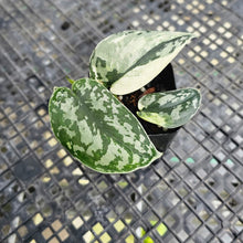 Load image into Gallery viewer, Scindapsus Mayari Variegated 2.5" pot, Fedex 2day*