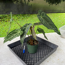 Load image into Gallery viewer, Anthurium Magnificum X Warocqueanum AFF noid, exact plant, Fedex 2day*