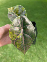 Load image into Gallery viewer, Alocasia Azlanii Aurea variegated 2.5" pot, Fedex 2day*