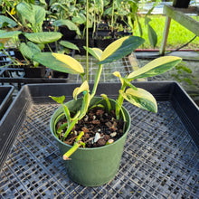 Load image into Gallery viewer, Monstera Standleyana Aurea, Exact Plant Variegated Ships Nationwide