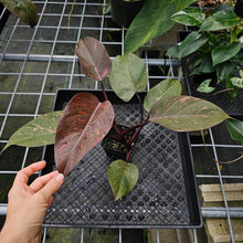 Load image into Gallery viewer, Philodendron Orange Princess, Exact Plant Variegated