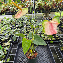 Load image into Gallery viewer, Anthurium Speckled Butterfly Shibori AFF Variegated exact plant, Fedex 2day*