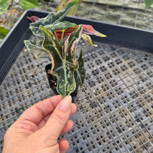 Load image into Gallery viewer, Alocasia nobilis pink Variegated Ships Nationwide