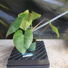Load image into Gallery viewer, Philodendron Sodiroi True Form, Exact Plant Ships Nationwide