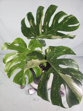 Load image into Gallery viewer, Thai Constellation, Exact Plant, variegated Monstera