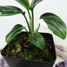 Load image into Gallery viewer, Monstera Standleyana Albo Variegated 2.5" Pot, Fedex 2 day*