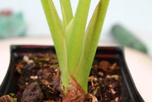 Load image into Gallery viewer, Alocasia Green Shield Exact Plant