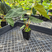 Load image into Gallery viewer, Anthurium Papillilaminum Fort Sherman X ( FS X Ralph Lynam), Ships Nationwide