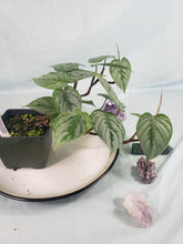 Load image into Gallery viewer, Philodendron Sodiroi True Form, Exact Plant