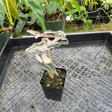 Load image into Gallery viewer, Alocasia nobilis pink Variegated Ships Nationwide