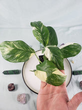 Load image into Gallery viewer, Monstera Lechleriana Variegated 4" pot, Fedex 2 day*